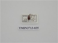 藏品(金龜子科)的圖片